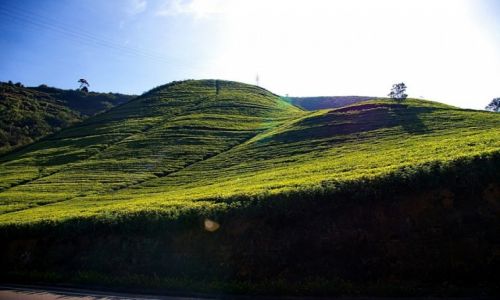 Zdjcie SRI LANKA / -southern / southern / tea fields in the morning