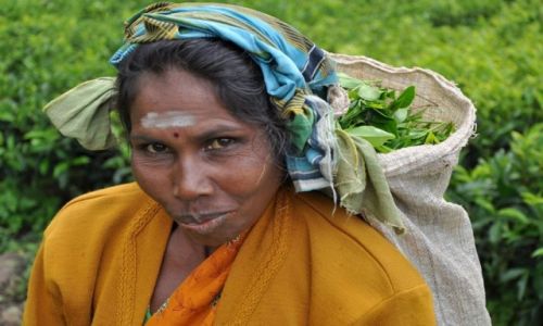Zdjecie SRI LANKA / - / - / Na plantacji herbaty