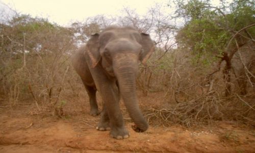 Zdjęcie SRI LANKA / PARK  YALA  / KATARAGAMA / W PARKU YALA