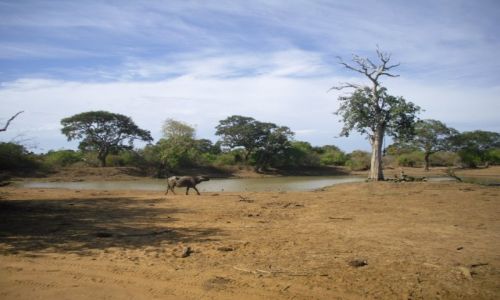Zdjęcie SRI LANKA / PARK YALA / KATARAGAMA / SPRACUJĄCY BAWÓŁ