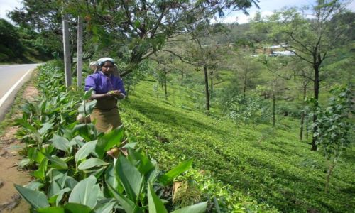 Zdjcie SRI LANKA / NUWARA ELIYA / NUWARA ELIYA / Zbierajc  herbat 