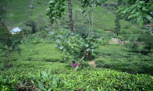 Zdjcie SRI LANKA / NUWARA ELIYA / NUWARA ELIYA / POLA HERBACIANIE