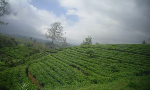 Zdjcie SRI LANKA / NUWARA ELIYA / POLA  HERBACIANE  / BEZKRESNE POLA HERBACIANE