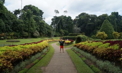Zdjecie SRI LANKA / SRODKOWA SRI LANKA / PARADENIYA / OGRD BOTANICZNY PARADENIYA