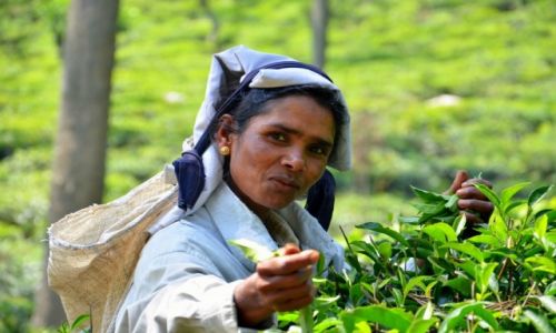 Zdjecie SRI LANKA / Poudniowa cz / Ella / Lankijka na plantacji herbaty w Ella