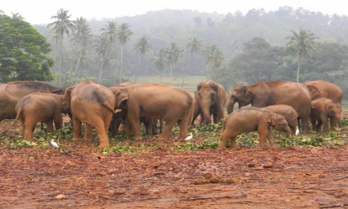 Zdjcie SRI LANKA / Pinnawala / Pinnawala Elephant Orphanage / Slonie