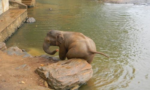 Zdjcie SRI LANKA / Pinnawela / Pinnawela Elephant Orphanage  / Czy ktos moglby mnie podrapac!?