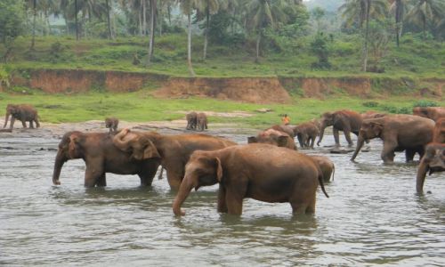Zdjecie SRI LANKA / Pinnawela / Pinnawela elephant orphanage / Slonie przy wodopoju