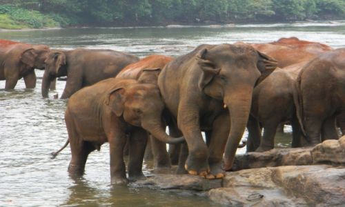 Zdjcie SRI LANKA / Pinnawela / Pinnawela Elephant orphanage / Rodzinka