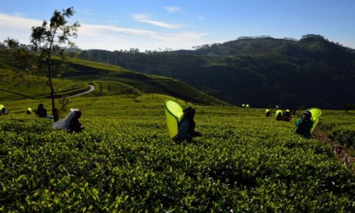 Zdjecie SRI LANKA / Haputale / Lipton Plantation / Motyle Sri Lanki
