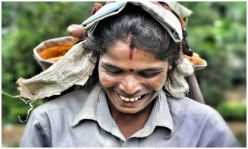 Zdjecie SRI LANKA / haputale / haputale / Rakshmi. The tea picker