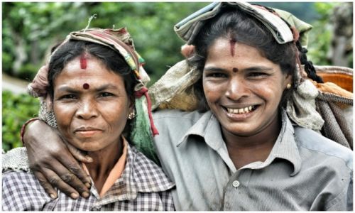 Zdjecie SRI LANKA / haputale / haputale / tea pickers