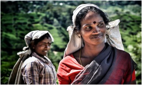 Zdjecie SRI LANKA / haputale / haputale / tea picker