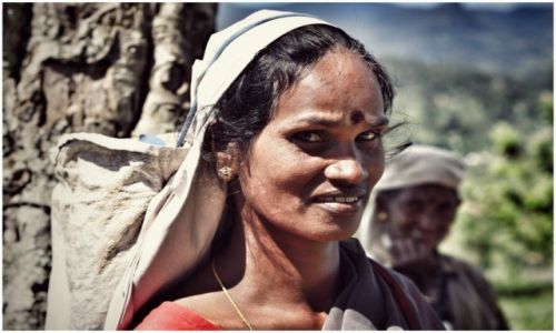 Zdjecie SRI LANKA / haputale / haputale / tea picker