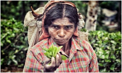 Zdjecie SRI LANKA / Ella / Ella / tea picker