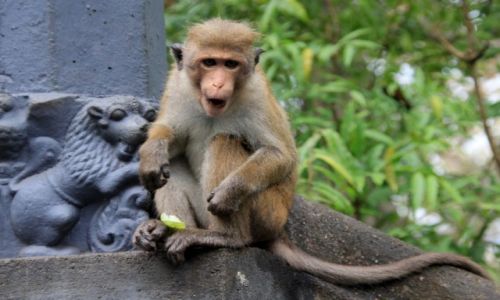Zdjęcie SRI LANKA / Dambulla / Dambulla / Małpiszonek