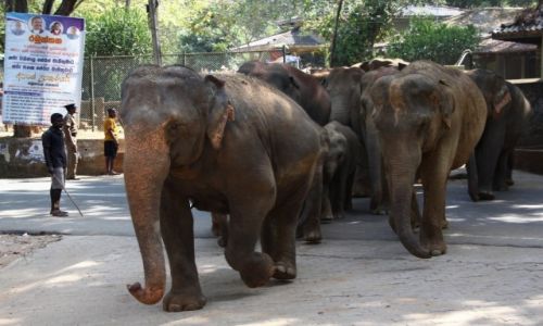 Zdjcie SRI LANKA / Pinnawala / Pinnawala / Kto pierwszy w kpieli