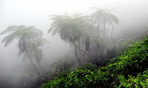 Zdjecie SRI LANKA / Okolice Parku Hortona / Pola herbaciane / Paprotka? Eje!