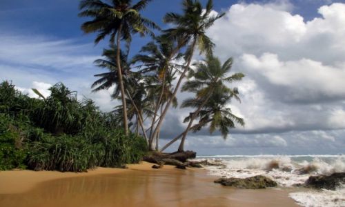 Zdjecie SRI LANKA / Hkkaduwa / Dzikie plae / Bana? Oczywicie, ale pikny.