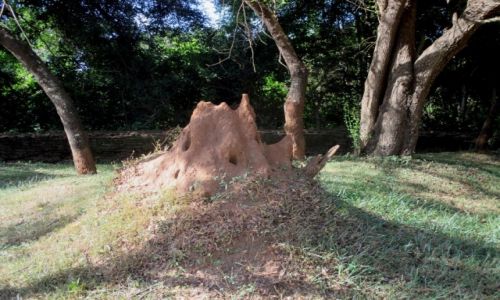 Zdjcie SRI LANKA / Sigirija / Otoczenie ruin paacu / Twierdza