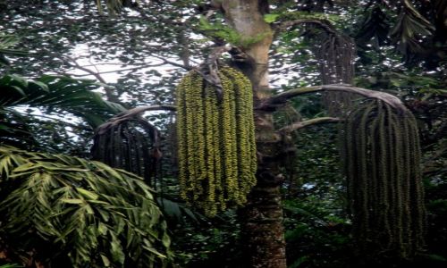 Zdjęcie SRI LANKA / Eliija / Okolice wodospadu Kirindi / Paciorki