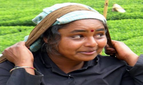 Zdjcie SRI LANKA /  Prowincja Centralna / Na plantacji herbaty / Po pracy