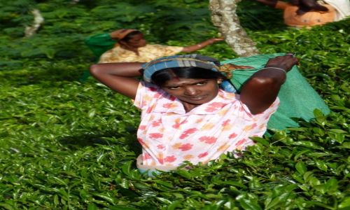 Zdjcie SRI LANKA / Prowincja Centralna / Nuwara Eliya / Zbir herbaty