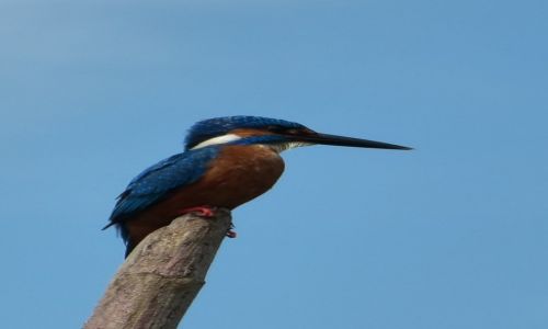 Zdjecie SRI LANKA / Prowincja Poudniowa / Maduganga / Zimorodek zwyczajny