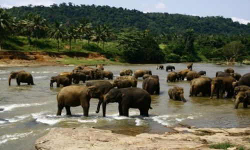 Zdjęcie SRI LANKA / Pinawella / Sierociniec sloni / Kapiace sie slonie