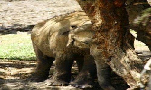 Zdjęcie SRI LANKA / Kandy / Pinawela / Boli glowa?