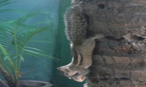 Zdjęcie SRI LANKA / Colombo / Colombo - za oknem biura / Spryciara