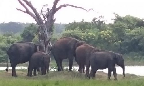 Zdjęcie SRI LANKA / Tissamaharama  / Park Narodowy Yale  / rodzina w komplecie