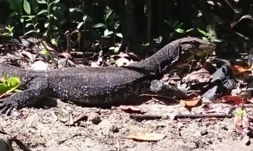 Zdjecie SRI LANKA / Bentota / Bentota / Jaszczur