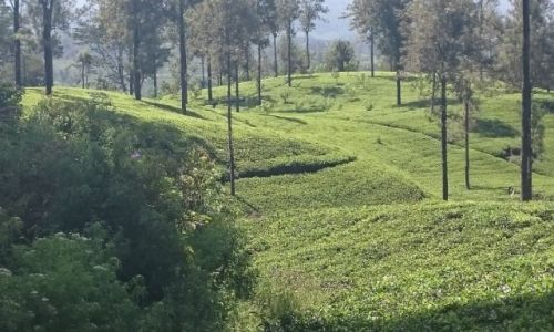 Zdjecie SRI LANKA / Nuwara Eliya  / Nuwara Eliya  / Herbata