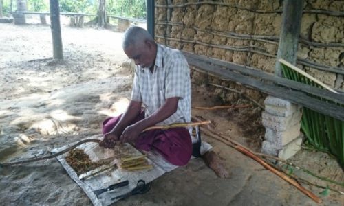 Zdjęcie SRI LANKA / Bentota / Bentota / tak powstają pałeczki cynamonu