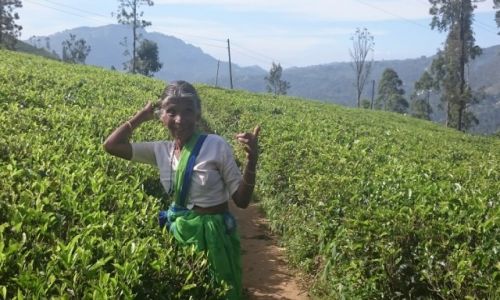 Zdjcie SRI LANKA / Nuwara Eliya  / Nuwara Eliya  / w pracy