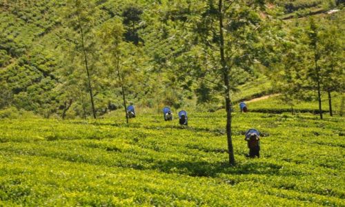 Zdjecie SRI LANKA / Nuwara Eliya / Nuwara Eliya / pola herbaciane z pocigu