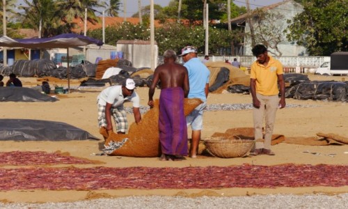 Zdj�cie SRI LANKA / - / Negombo, Targ rybny / Sri Lanka