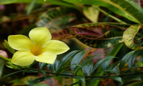 Zdjecie SRI LANKA / Prowincja Centralna / Krlewski ogrd botaniczny Peradeniya / Jajecznica ze szczypiorkiem