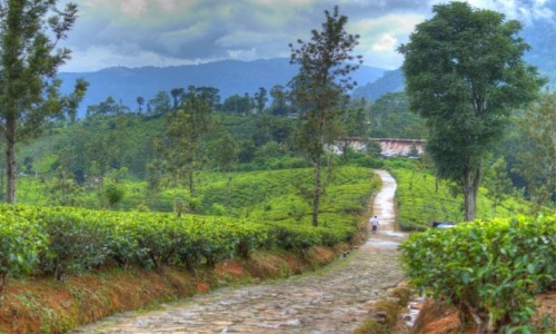 Zdjęcie SRI LANKA / Ella / w drodze / Herbaciane pola