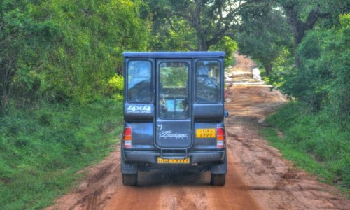Zdjecie SRI LANKA / Yala / Yala National Park / Safari 