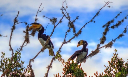 Zdjecie SRI LANKA / Yala / Yala National Park / Tukany ?