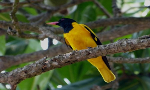 Zdjecie SRI LANKA / Prowincja Poudniowa / Koggala / Wilga zotogrzbieta