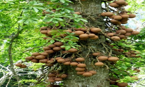 Zdjecie SRI LANKA / Prowincja Centralna / Krlewski ogrd botaniczny Peradeniya / Drzewo kul armatnich