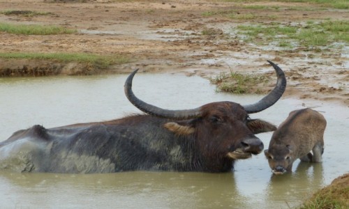 Zdjcie SRI LANKA / Prowincja Zachodnia / Yala / I jeszcze na gow pada
