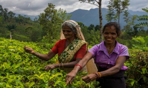 Zdjecie SRI LANKA / NUAWARE ELIJA / SRI LANKA / POLA HERBACIANE