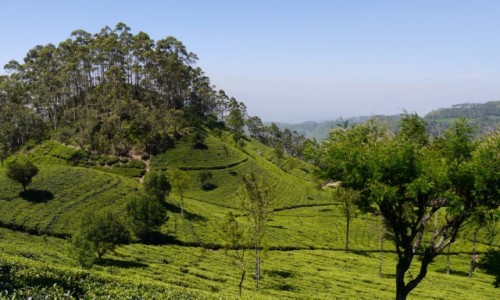 Zdjcie SRI LANKA / - / Haputale / Lipton Seat