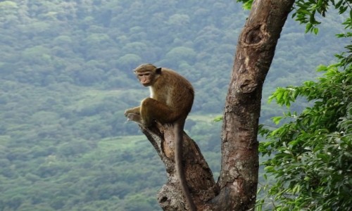 Zdjęcie SRI LANKA / Prowincja Centralna / 18 bends / Małpa