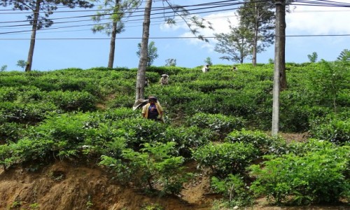 Zdjcie SRI LANKA / Nuwara Elliya / Plantacje herbaty / Zbieraczki herbaty
