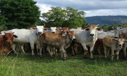 Zdj�cie SRI LANKA / Easter and Uva Provinces / Maduru Oya National Park / Zdzicza�e Krowy